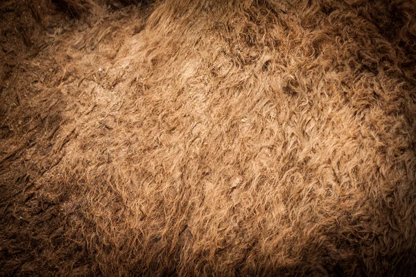 Close up de pêlo de camelo — Fotografia de Stock