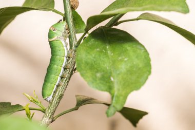 Yeşil yaprak yemek yeşil tırtıl kadar kapatın