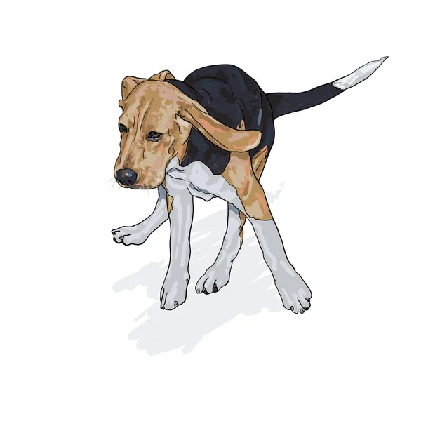 Zeichnung eines laufenden Beagle mit Schatten auf Weiß — Stockvektor