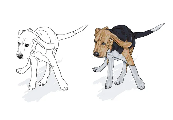 Rajz Futó Beagle Val Árnyék Fehér Háttér Vektor Illusztráció — Stock Vector