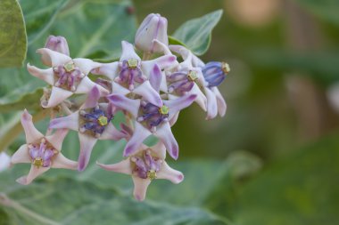 Taze Calotropis kızgözü çiçek veya taç çiçek
