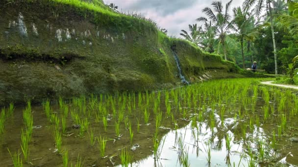 Beras mengisi di bukit — Stok Video