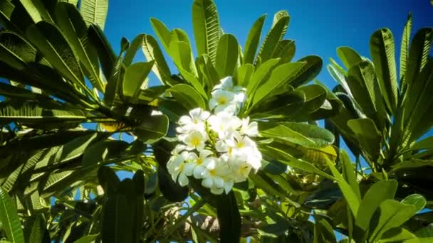 Franjipani λευκά λουλούδια — Αρχείο Βίντεο