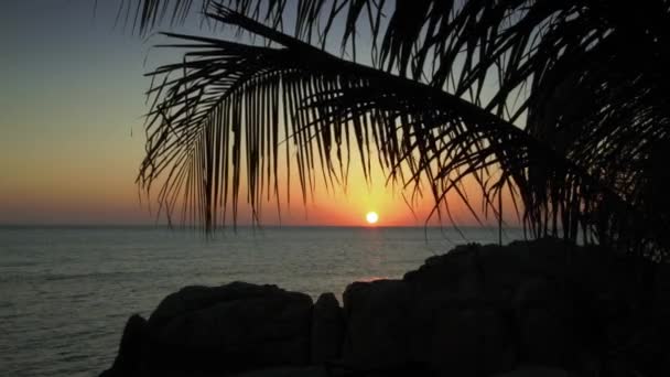 Sea sunset with palm tree silhouette — Stockvideo