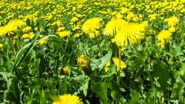 Paardebloem veld panoram — Stockvideo