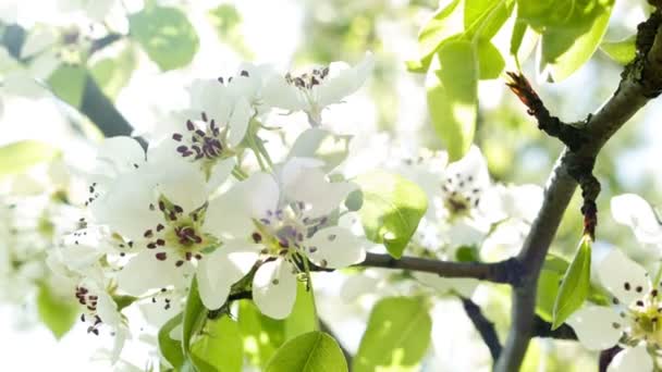 Flores de cerezo en el sol — Vídeos de Stock