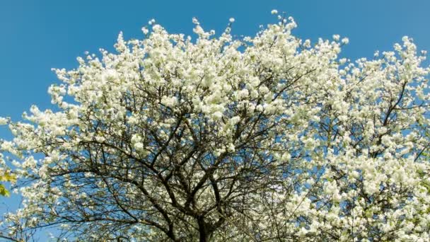 Cerisiers en fleurs arbre — Video