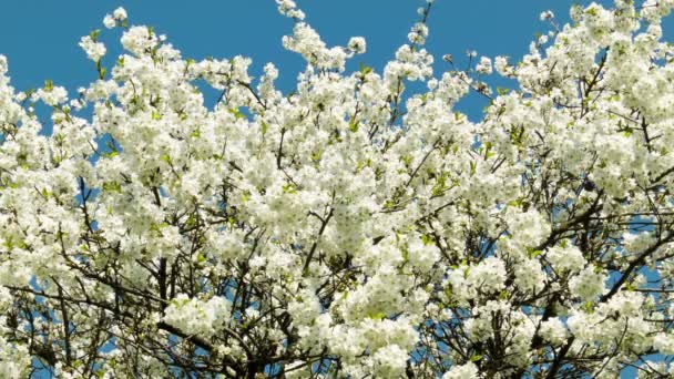 Árbol de flores de cerezo zoom — Vídeos de Stock