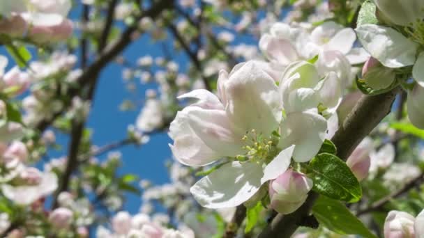 Pommier en fleurs 2 — Video