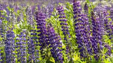 Acı bakla alan yakınlaştırma