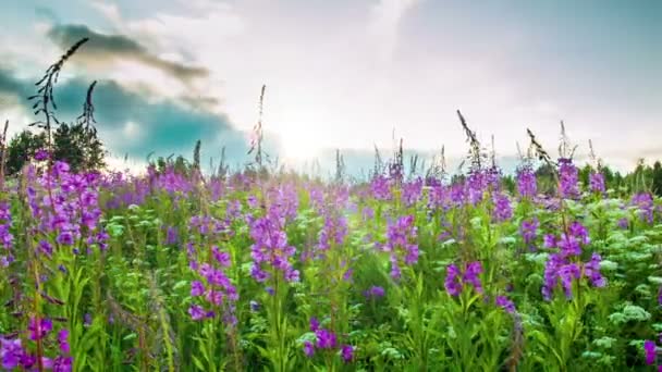 Fireweed, sunset — Stock videók