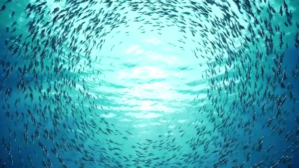 School van de vis — Stockvideo