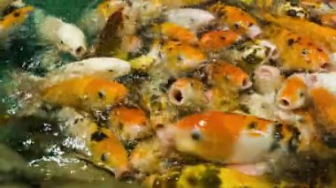 Altın Carps 2 besleme