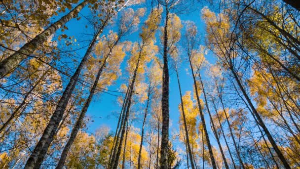 Осенние березы и голубое небо — стоковое видео