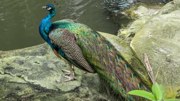 Peacock door een vijver — Stockvideo