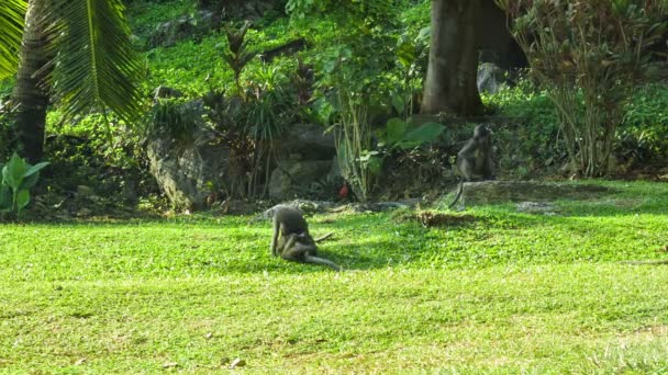 Affen spielen auf dem sonnigen Rasen — Stockvideo