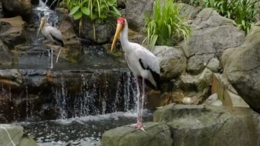 İki marabu, kaya şelale