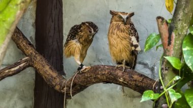 Bir dalda iki baykuş