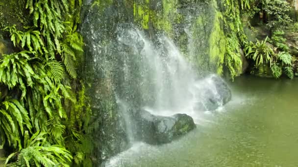 Cascata con anello foglie verdi — Video Stock