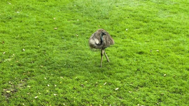 Ostrich on the grass — Stock Video