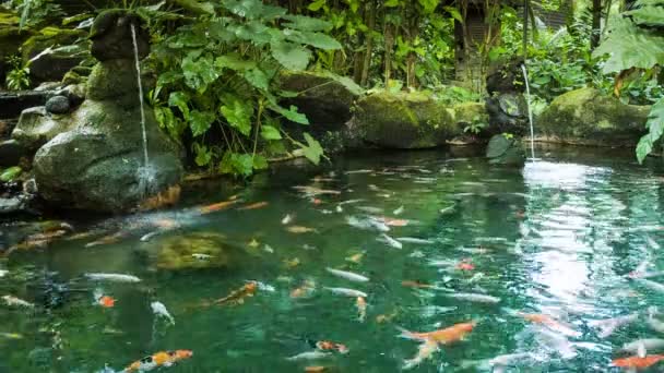 Lagoa com peixes e cachoeiras — Vídeo de Stock