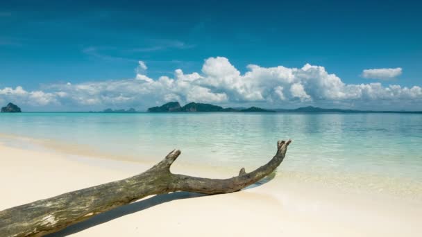 Plage solitaire avec vieil arbre sur sable — Video