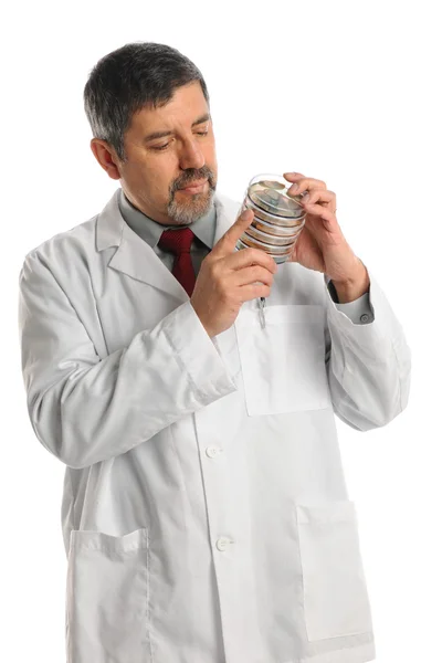 Hispánský vědec drží bakterie v petriho misce — Stock fotografie