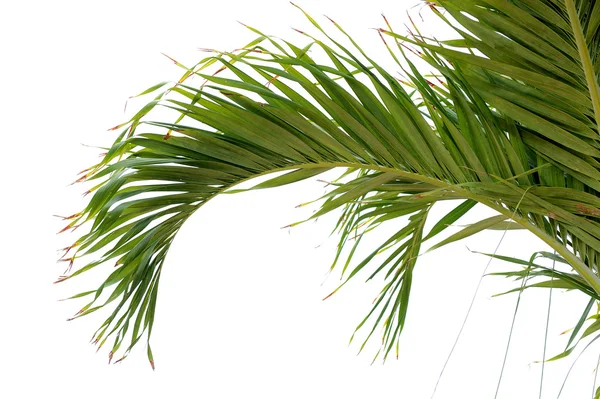 Palm Tree Branch over white background — Stock Photo, Image