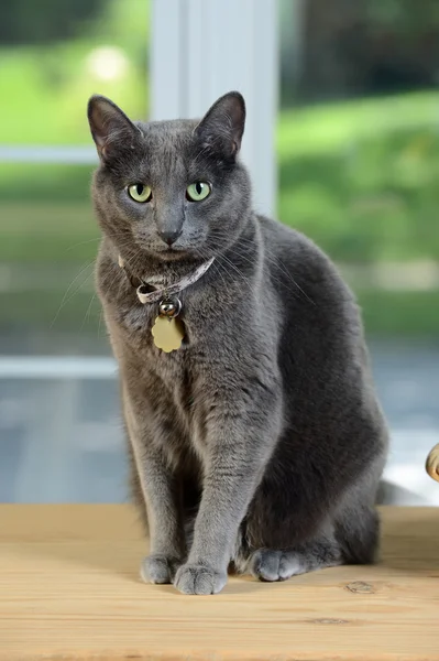 Gato doméstico en mesa de madera — Foto de Stock