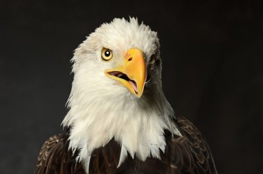 Bald Eagle portresi stüdyo