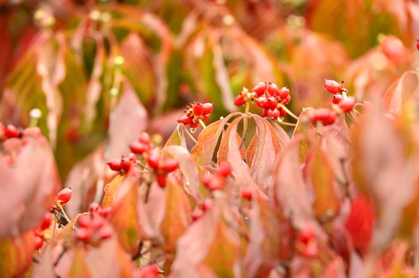 Dogwood Tree Leaves in early Fall — стоковое фото