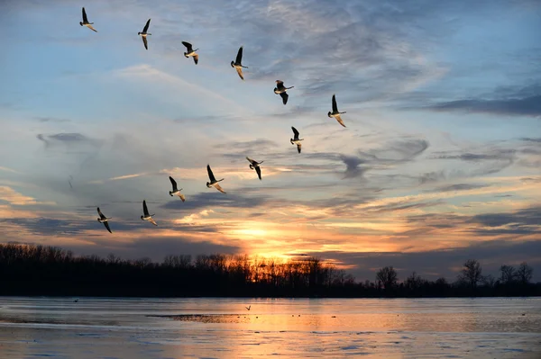 Oche canadesi che volano in formazione V — Foto Stock