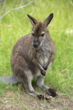 Arka ayakları üzerinde duran Avustralyalı Wallaby