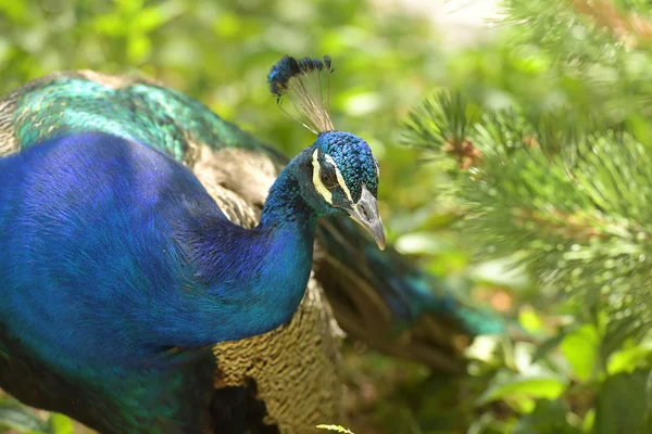 緑の背景の上の孔雀 — ストック写真