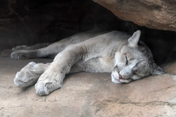 Leão da montanha descansando — Fotografia de Stock