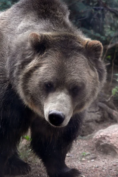 Закрыть голову медведя гризли — стоковое фото