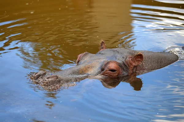 水の中のカバは — ストック写真