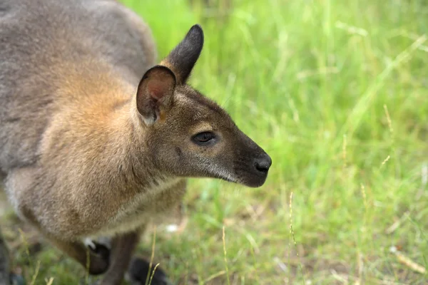 Wallaby australiano buscando — Foto de Stock