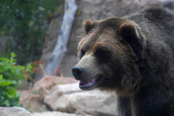 Гризли медведь в природной среде — стоковое фото