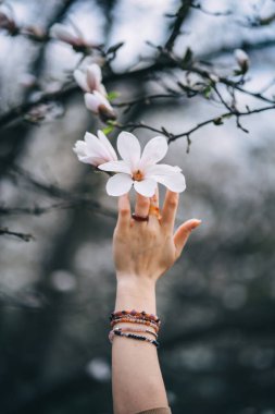 Parkta narin beyaz manolya çiçekleri