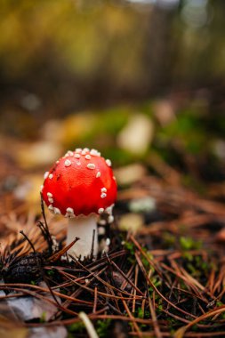 A vibrant red fly agaric mushroom (Amanita muscaria) growing among moss and fallen leaves in a forest. Bright colors and soft natural light create a magical autumn woodland atmosphere