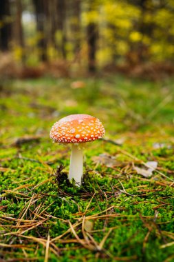 A vibrant red fly agaric mushroom (Amanita muscaria) growing among moss and fallen leaves in a forest. Bright colors and soft natural light create a magical autumn woodland atmosphere