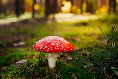 A vibrant red fly agaric mushroom (Amanita muscaria) growing among moss and fallen leaves in a forest. Bright colors and soft natural light create a magical autumn woodland atmosphere