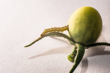 Beyaz arka planda izole edilmiş bir solucan meyveyi delip yer..