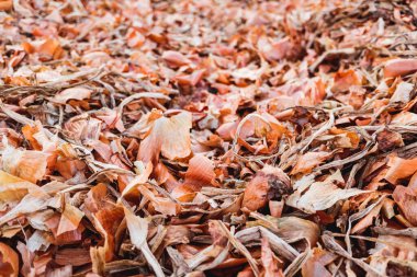 Tarladan topladıktan sonra soğan kabuğu, gübrelensin diye kurumaya bırakılmış..