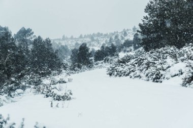Kış boyunca bir dağ yolunda karlı çamların dalları.