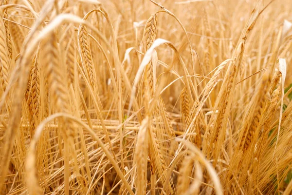 Деталь Сухих Вух Пшениці Середземноморській Плантації — стокове фото