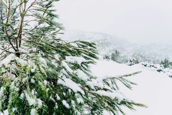 Ветви Деревьев Покрытые Белым Снегом Однажды Утром Средиземноморской Горе — стоковое фото