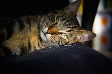 Bir kedi doğrudan kameraya bakar.