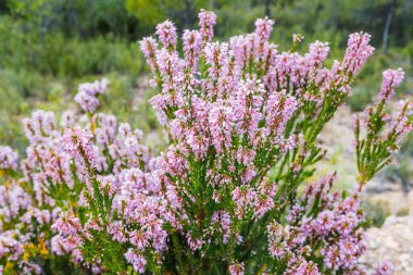 Heather, Calluna vulgaris, Akdeniz dağlarında yetişiyor ve güzel çiçekleriyle tarlaların sakinlerinin evlerini süslüyor..